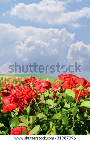 field of roses to blue sky