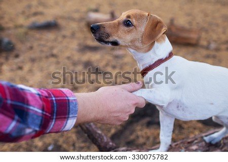 man shakes paw dog jack russell terrier