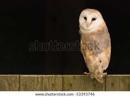 Barn Owl on Stable door