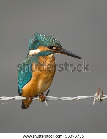 Kingfisher perched on barbed wire