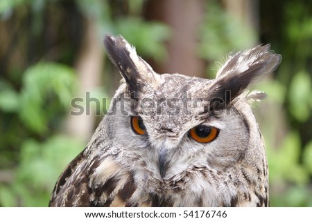 portrait of an eagle owl isolated on a greenish background