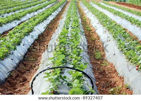 strawberries in their early stages growing in a field