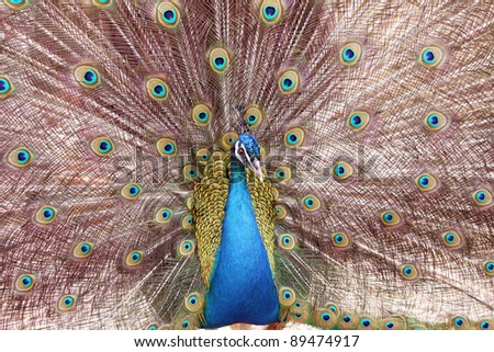 a male peacock with his feathers open on display