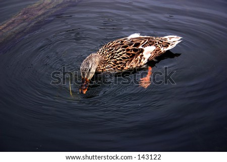 A duck pulling up seaweed from under water; ripples on the surface; a sunken log off to the left.