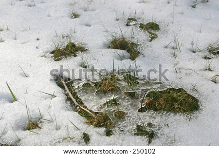 Snow melting, grass showing through. Signs of spring\'s approach.