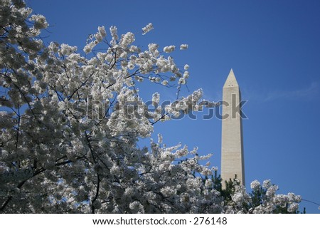 cherry blossoms and washington monument with blue sky, washington, dc