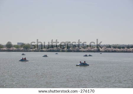 washington dc: cherry blossom festival. paddle boats in the tidal basin with blossoms on the horizon.