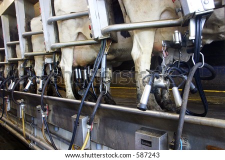 stock photo Row of cows in automatic milking parlour on a dairy