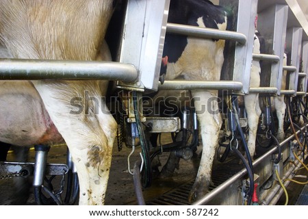 Automatic milking machines on cow udders in a dairy farm