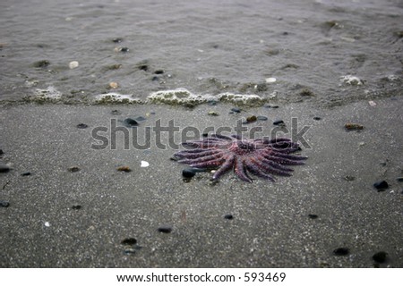 Purple starfish on beach with waves and sand