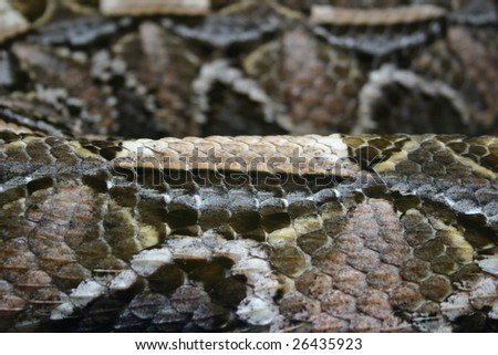 Close-up scales and pattern of snake skin, coiled in distance.