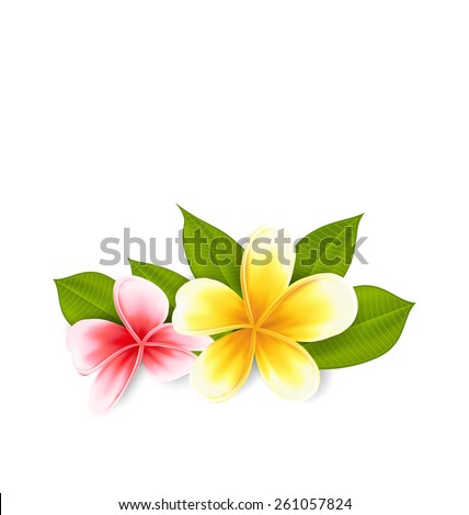 Illustration pink and yellow frangipani (plumeria), exotic flowers isolated on white background - vector