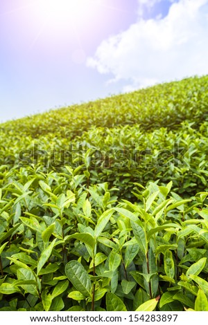 Green tea garden on the hill