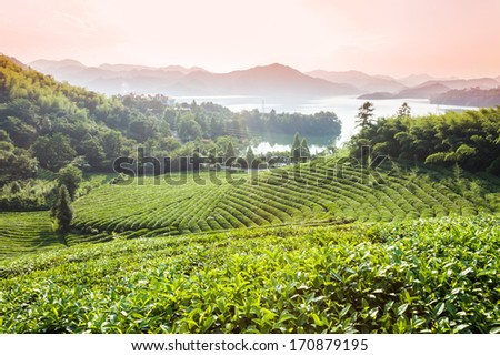 Green tea garden on the hill,China south