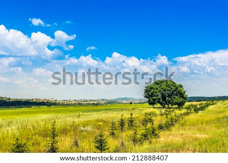 one tree and grass field