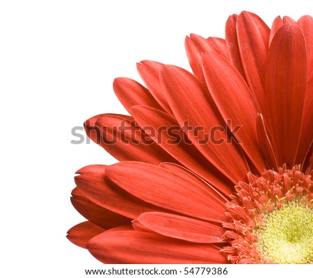 stock photo : Close-up daisy flower
