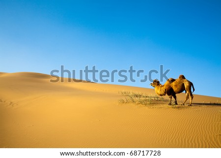 Sand desert ,china