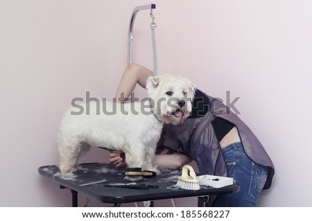 West Highland White Terrier dog haircut at the beauty salon for animals. White small breeds.