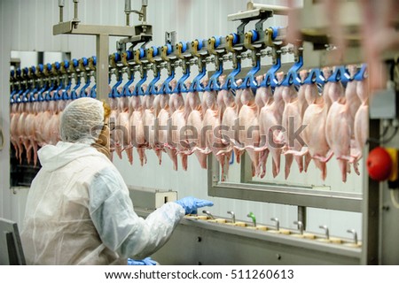 Chicken factory line