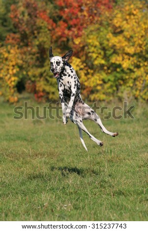Dalmatian jumping for a Frisbee disc