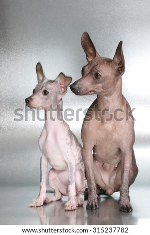 Puppy and adult naked Mexican dog Xoloitzcuintli