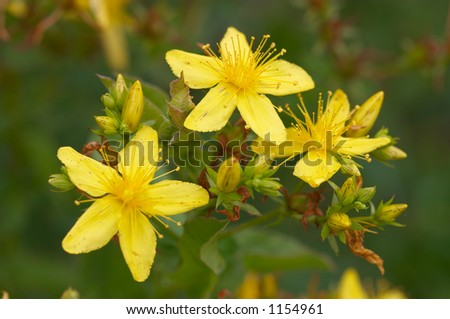 Closeup of yellow flowers. Small focus depth on flower petals