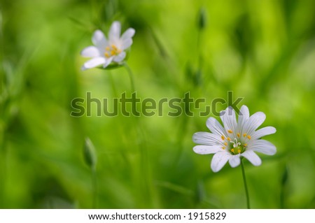 White flowers on green grass background. Focus on nearest flower.