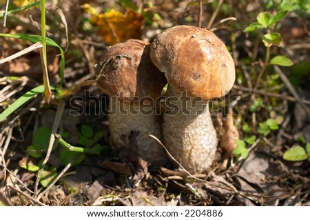 Bolete Mushrooms