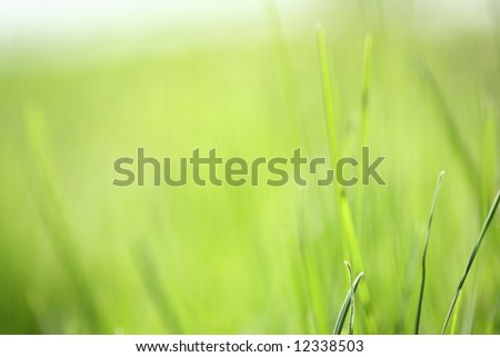 Light spring green grass background. Shallow focus depth on front blades of grass