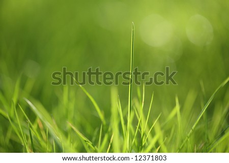 Closeup of spring green grass. Shallow focus depth on front blades of grass
