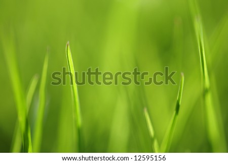 Green grass background. Shallow focus depth on front blades of grass