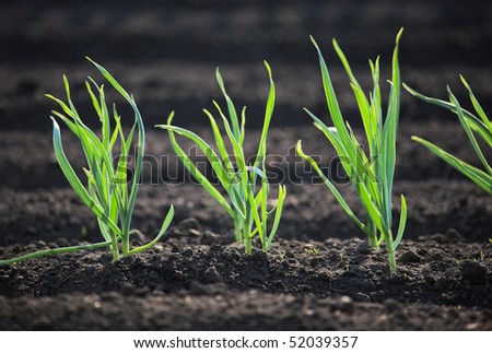 Spring garden plants - garlic, onion