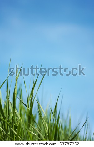 Green grass and blue sky background. Shallow focus depth on center blades of grass