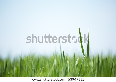 Green grass soft abstract background. Shallow focus depth on two blades of grass