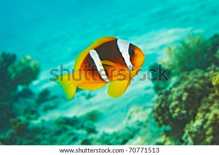 Clown Fish, blue water, coral reef - Amphiprion bicinctus. Red sea anemonefish.