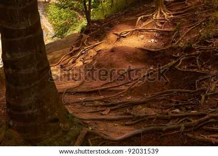 Sunlight and tree roots in soil tropical jungle forest