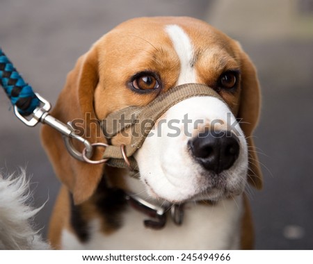 Beagle, working dogs for hunting and used by custom officers and police as sniffer or detector dogs for drugs and illegal contraband.