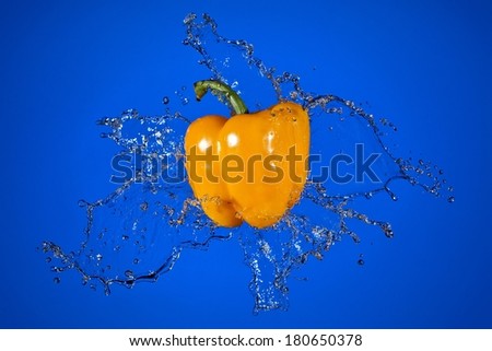 Yellow paprika with water splash on blue background