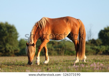 Blonde Brown Horse feeding