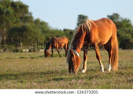 Blonde Brown Horses feeding