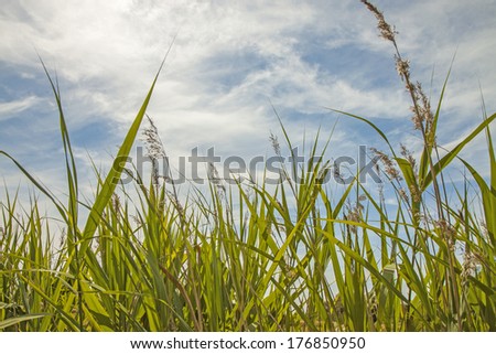 sunny grass meadow