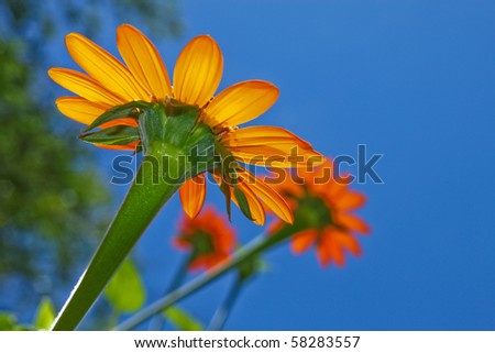 close up of beautiful orange daisy flowers from below