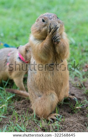 Prairie Dog stand on two feet with hand grabbing something to eat on green grass with soft background of another Prairie Dog.