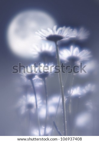 Camomiles against the moon removed by oft focus lens.