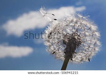 Dandelions with flying seeds against the dark blue sky.