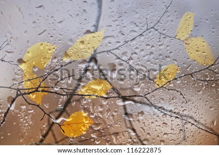 Elm branches with yellow leaves behind a window with rain drops.