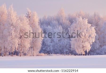 Magnificent hoarfrost on birches. A winter forest on rising in a hard frost.