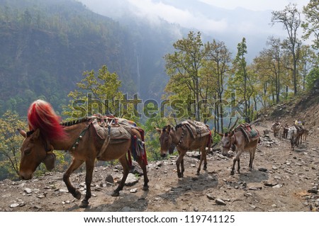 Caravan of mules going on a mountain track in Nepal.