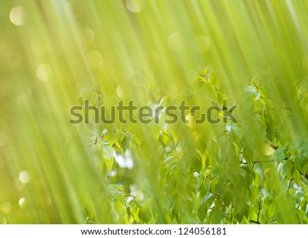 Bright sparkling background of gently green shades with leaves under spring heavy rain.