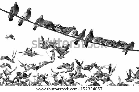 Pigeons sitting on a wire and flying up on a white background.